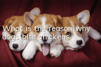What is the reason why dogs bite chickens?