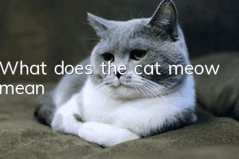 What does the cat meow mean?