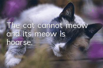 The cat cannot meow and its meow is hoarse.