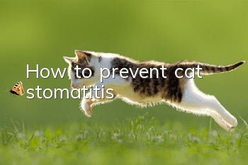 How to prevent cat stomatitis