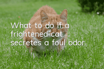 What to do if a frightened cat secretes a foul odor