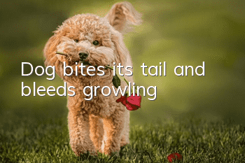 Dog bites its tail and bleeds, growling