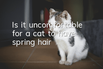Is it uncomfortable for a cat to have spring hair?