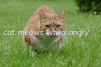 cat meows when angry