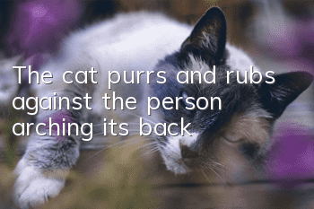 The cat purrs and rubs against the person, arching its back