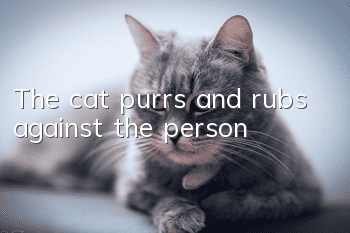 The cat purrs and rubs against the person