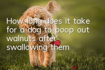 How long does it take for a dog to poop out walnuts after swallowing them?