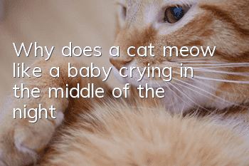 Why does a cat meow like a baby crying in the middle of the night?
