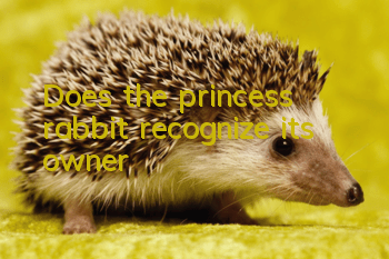 Does the princess rabbit recognize its owner?