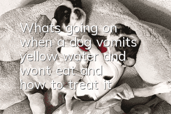 What's going on when a dog vomits yellow water and won't eat, and how to treat it