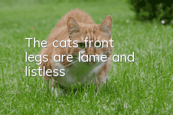 The cat's front legs are lame and listless