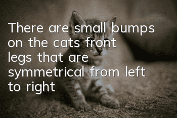 There are small bumps on the cat’s front legs that are symmetrical from left to right