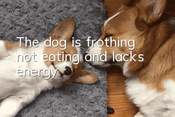 The dog is frothing, not eating, and lacks energy