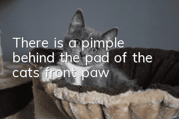 There is a pimple behind the pad of the cat’s front paw