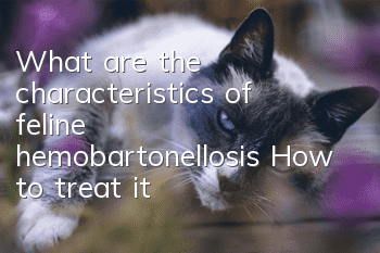 What are the characteristics of feline hemobartonellosis? How to treat it?