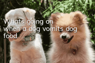 What's going on when a dog vomits dog food?