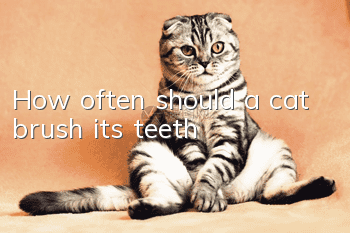 How often should a cat brush its teeth?