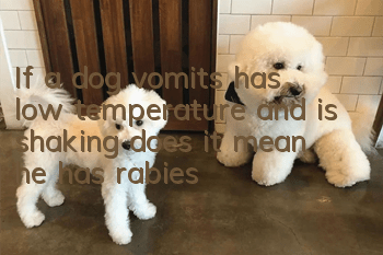 If a dog vomits, has low temperature and is shaking, does it mean he has rabies?