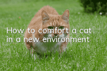 How to comfort a cat in a new environment