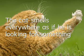 The cat smells everywhere as if he is looking for something