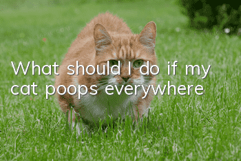 What should I do if my cat poops everywhere?