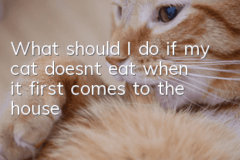 What should I do if my cat doesn’t eat when it first comes to the house?