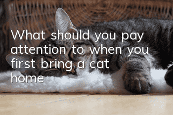 What should you pay attention to when you first bring a cat home?