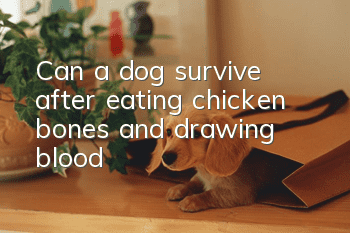 Can a dog survive after eating chicken bones and drawing blood?