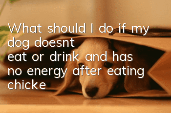 What should I do if my dog doesn’t eat or drink and has no energy after eating chicken bones?