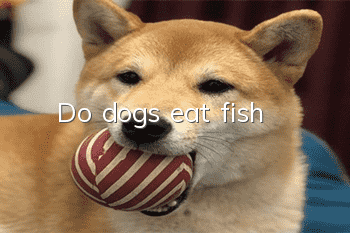 Do dogs eat fish?