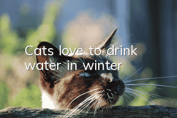 Cats love to drink water in winter