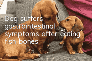 Dog suffers gastrointestinal symptoms after eating fish bones