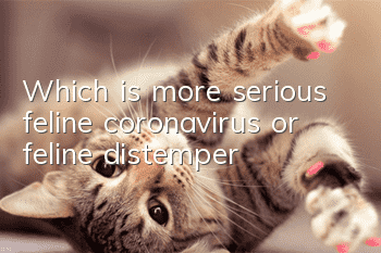 Which is more serious, feline coronavirus or feline distemper?
