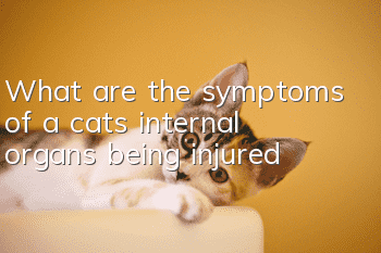 What are the symptoms of a cat’s internal organs being injured?