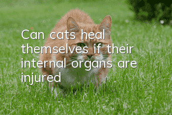 Can cats heal themselves if their internal organs are injured?