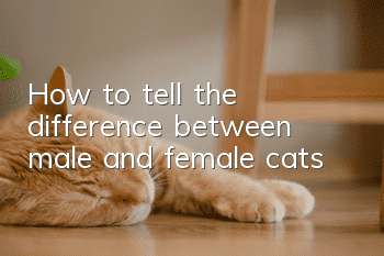 How to tell the difference between male and female cats