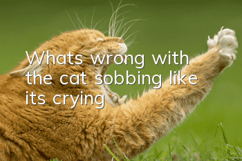 What's wrong with the cat sobbing like it's crying?