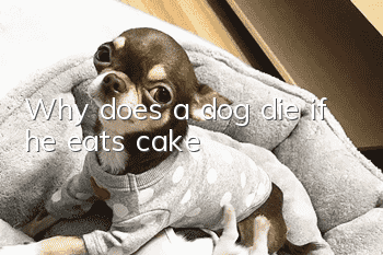 Why does a dog die if he eats cake?