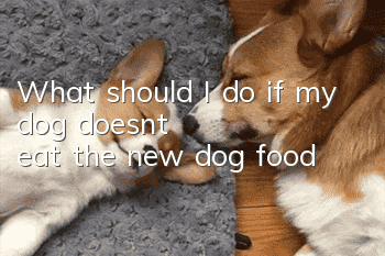 What should I do if my dog doesn’t eat the new dog food?