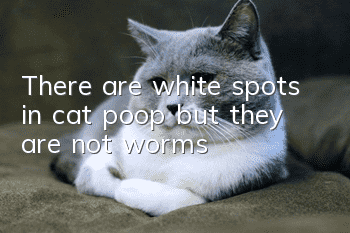 There are white spots in cat poop but they are not worms