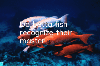 Do betta fish recognize their master?