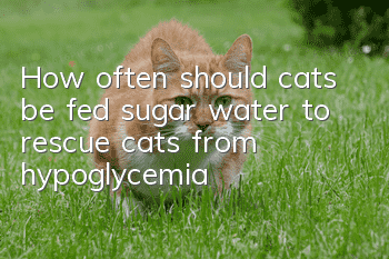 How often should cats be fed sugar water to rescue cats from hypoglycemia?