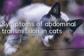 Symptoms of abdominal transmission in cats