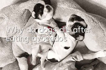 Why do dogs die after eating avocados?