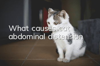 What causes cat abdominal distension
