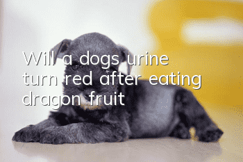 Will a dog’s urine turn red after eating dragon fruit?