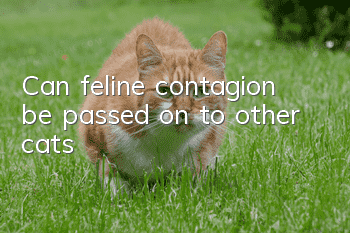 Can feline contagion be passed on to other cats?