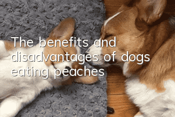 The benefits and disadvantages of dogs eating peaches