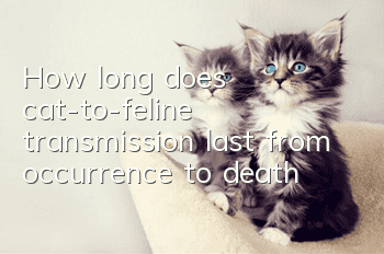 How long does cat-to-feline transmission last from occurrence to death?