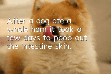 After a dog ate a whole ham, it took a few days to poop out the intestine skin.